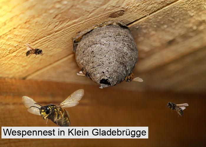 Wespennest in Klein Gladebrügge